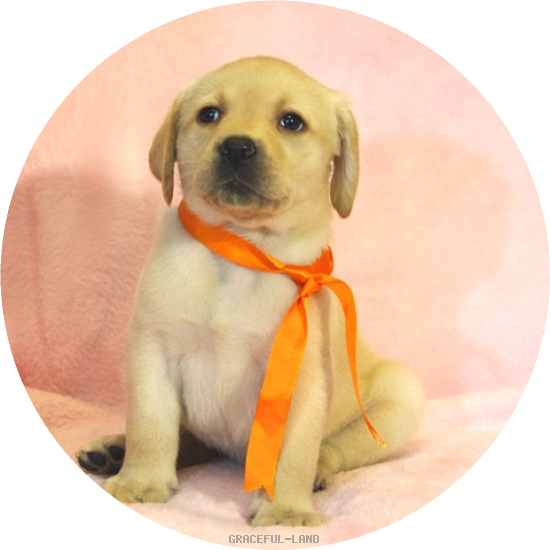 英国ラブラドールの子犬(A child of マナスル & ベローナ) 英国ラブラドールの子犬